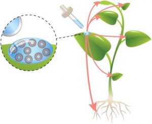 انتقال نانو ذرات به اندام گیاهان