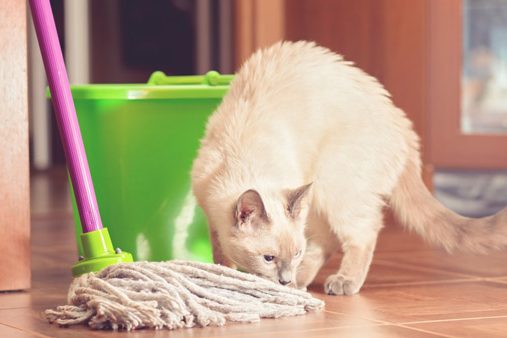 آلودگی و بوی حیوانات خانگی با اسپری مکس نیت