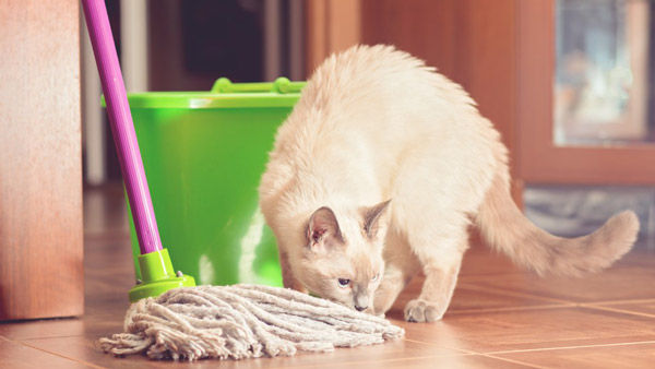 آلودگی و بوی حیوانات خانگی با اسپری مکس نیت